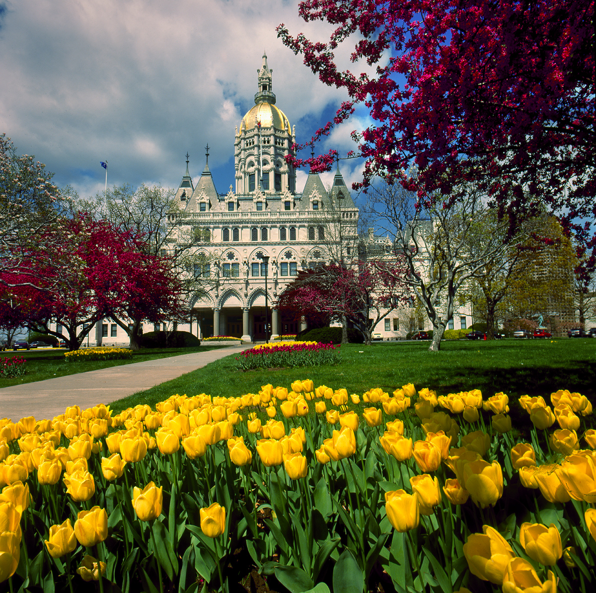 State Capitol with yellow tulips