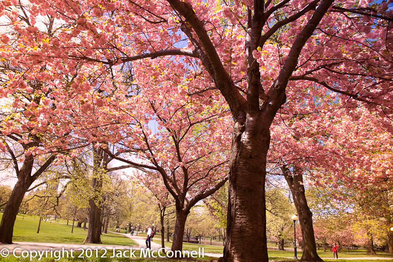 flowering trees Bushnell Park
