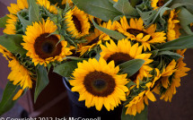 Sunflowers at Buttonwood Farm