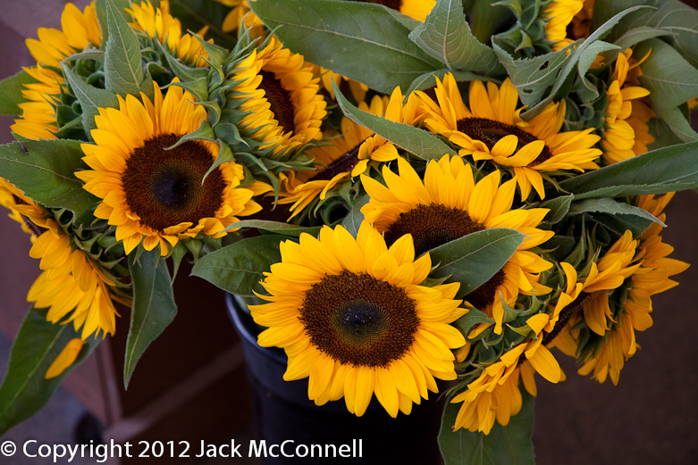 Sunflowers at Buttonwood Farm