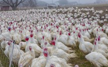 Ekonk Hill Turkey Farm, Moosup