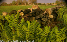 Stone wall with ferns