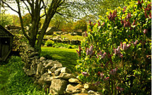 Stonington, CT farm with lilacs