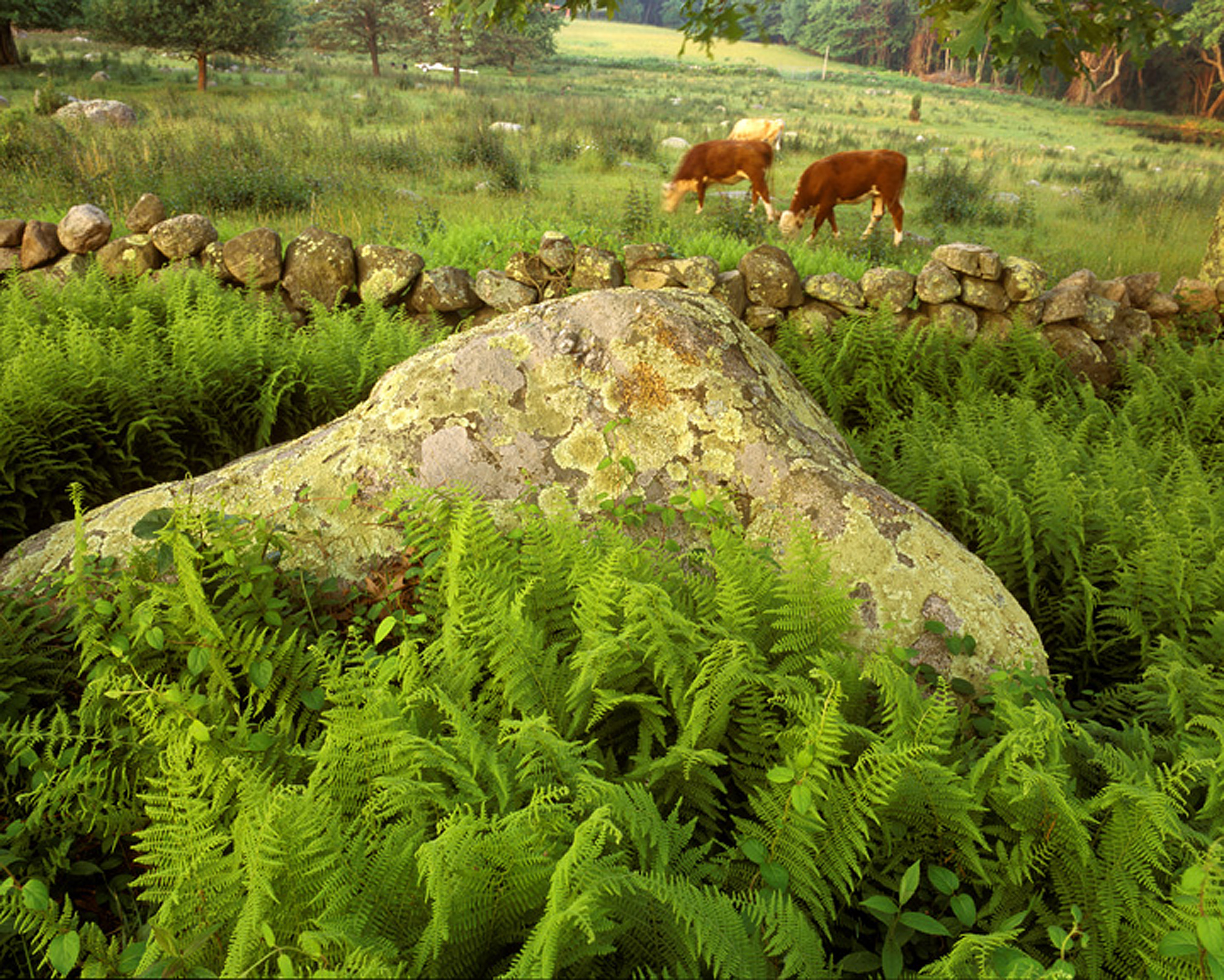 New England stone walls and Connecticut farms