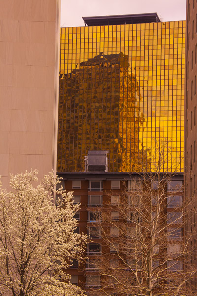 Gold Building from Ann Uccello St.