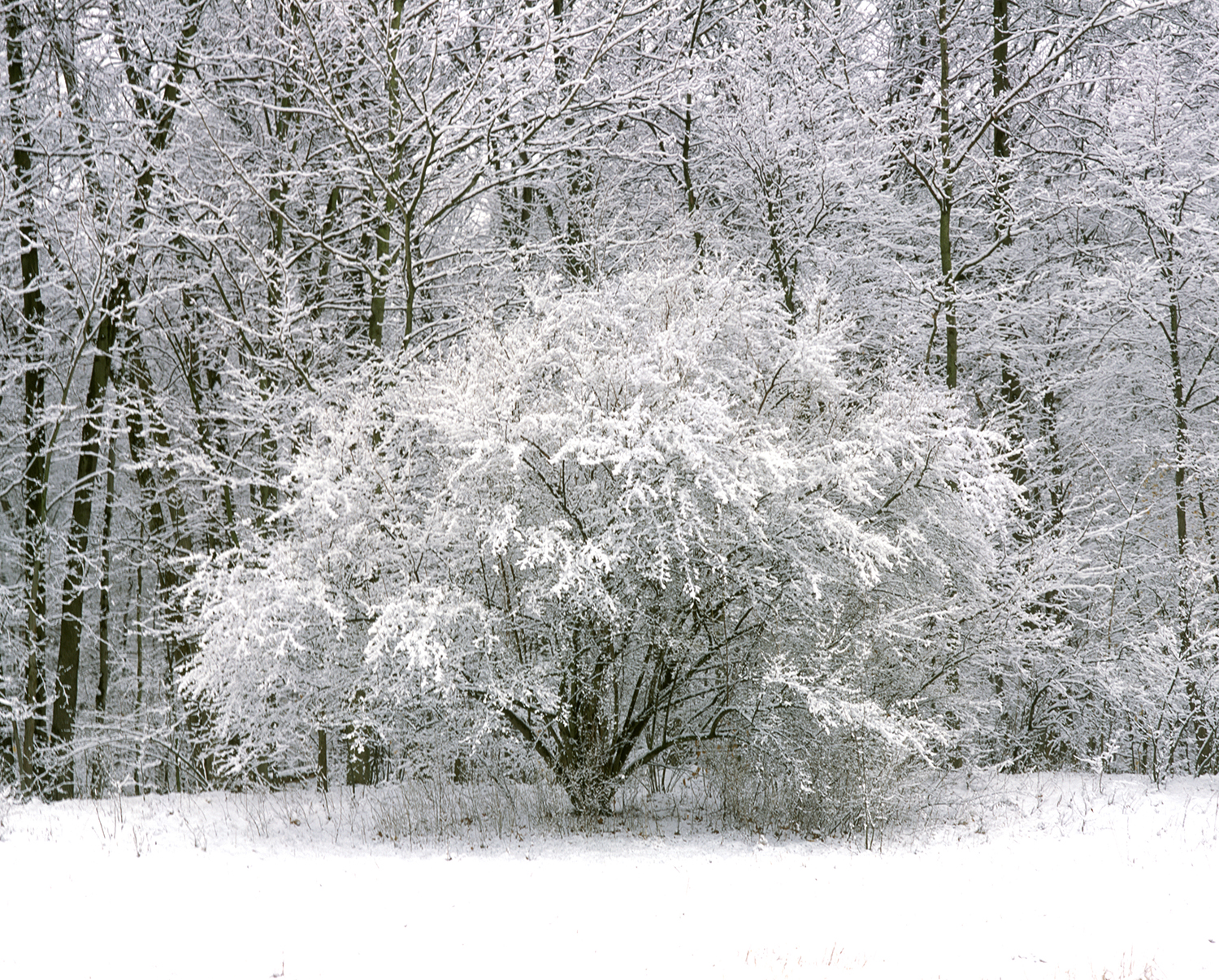 Snowy Bush Middletown