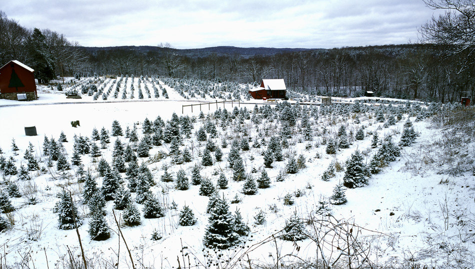 Christmas tree farm in Colchester, CT Jack McConnell Photography