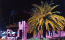 Palm Tree & Shop