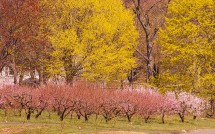 New England Spring Landscapes