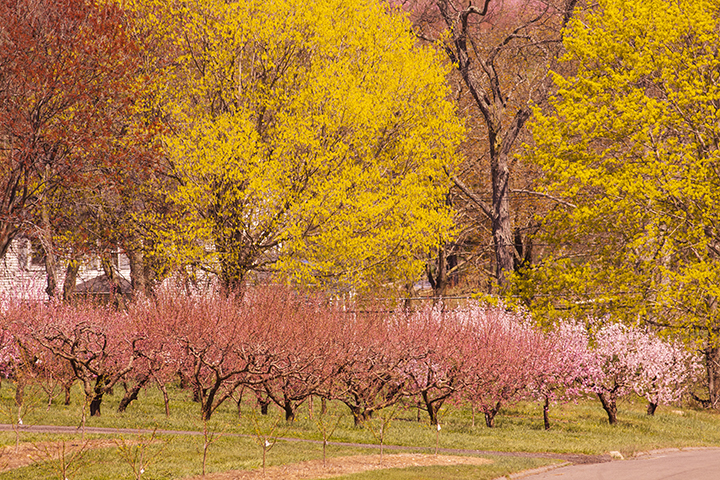 New England Spring Landscapes