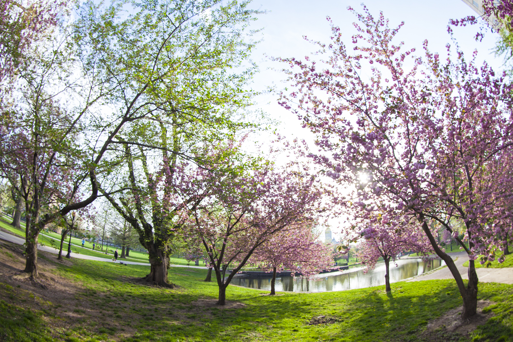 Spring Blossoms at Bushnell Park 1
