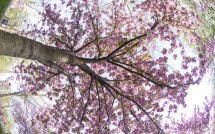 Spring Blossoms at Bushnell Park 2