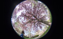 Spring Blossoms at Bushnell Park 3