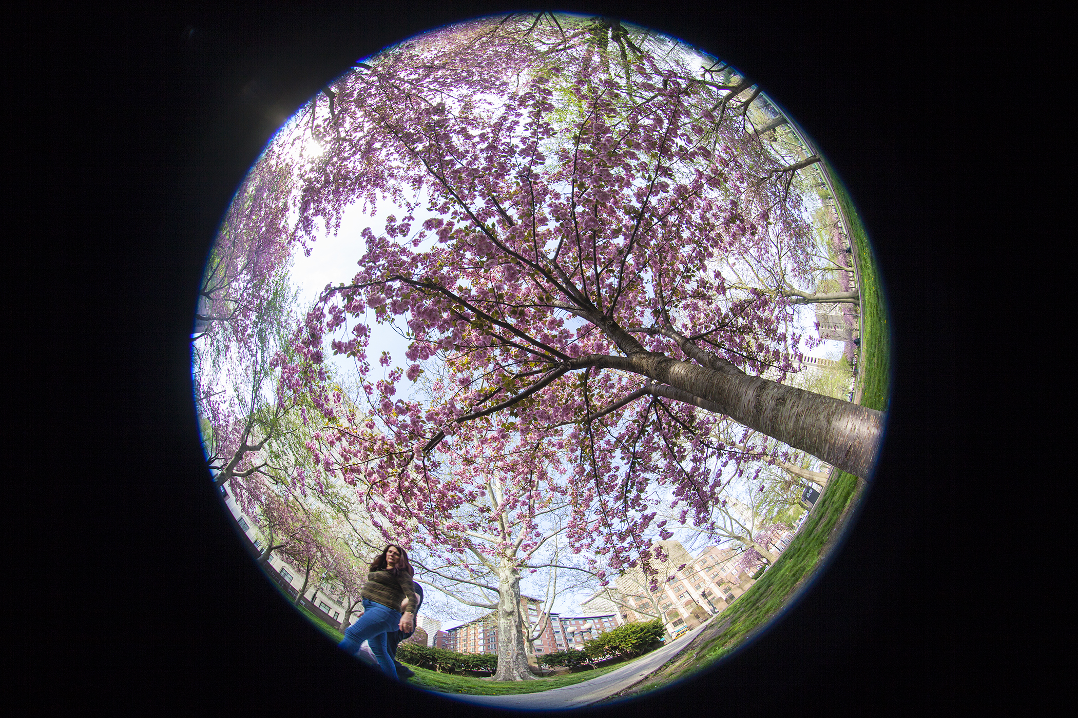 Spring Blossoms at Bushnell Park 3