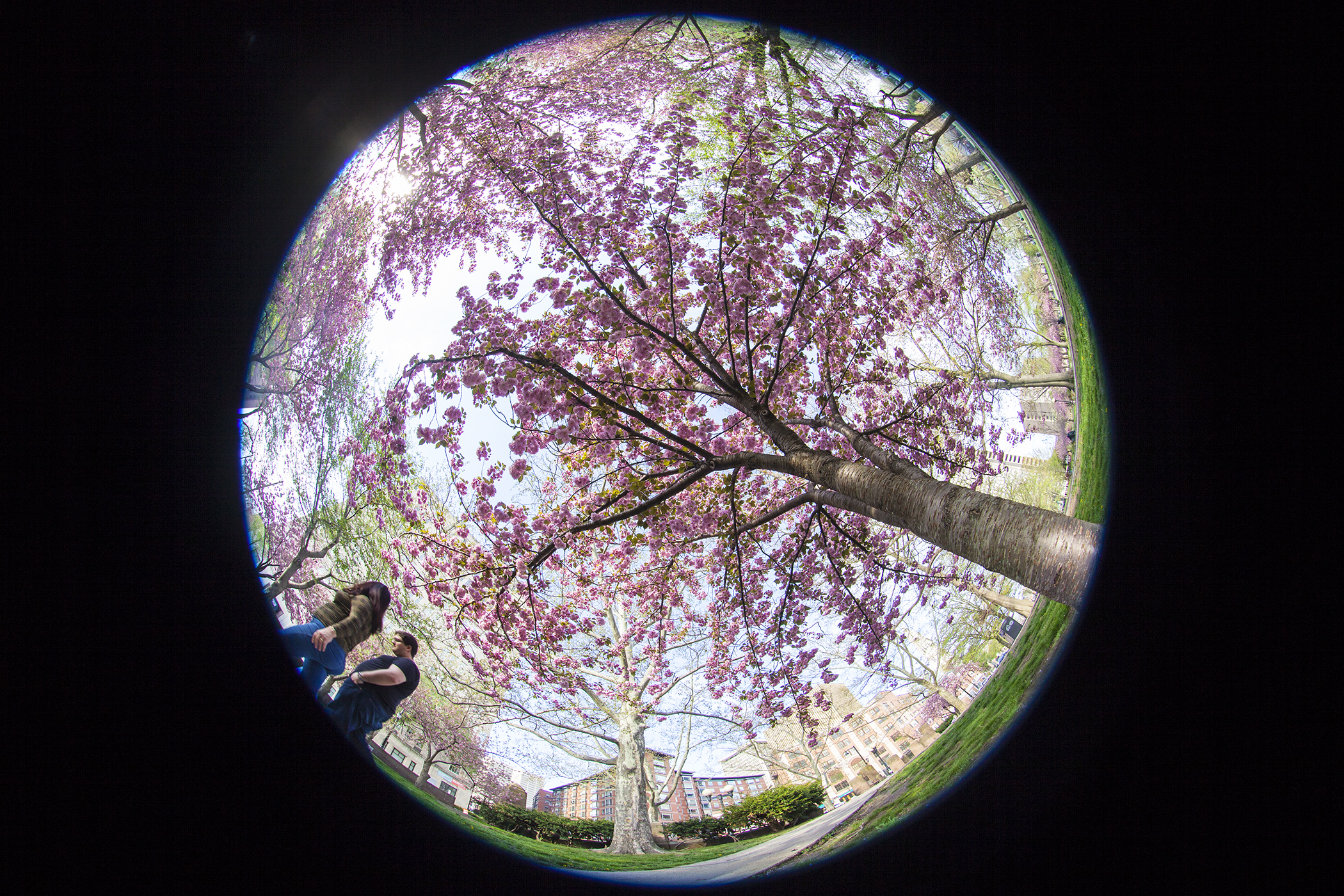 Spring Blossoms at Bushnell Park 4