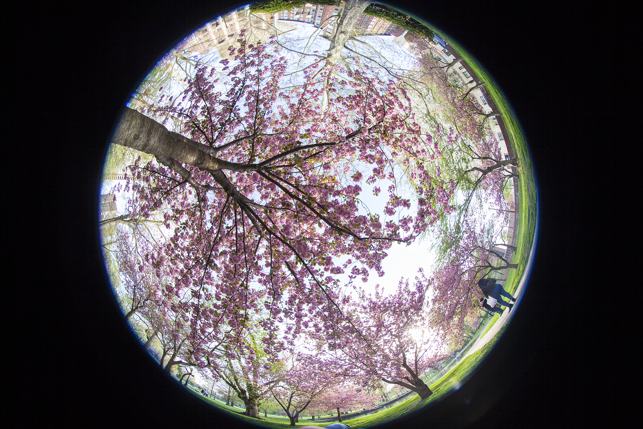 Spring Blossoms at Bushnell Park 5