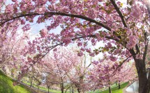 Spring Blossoms at Bushnell Park 6