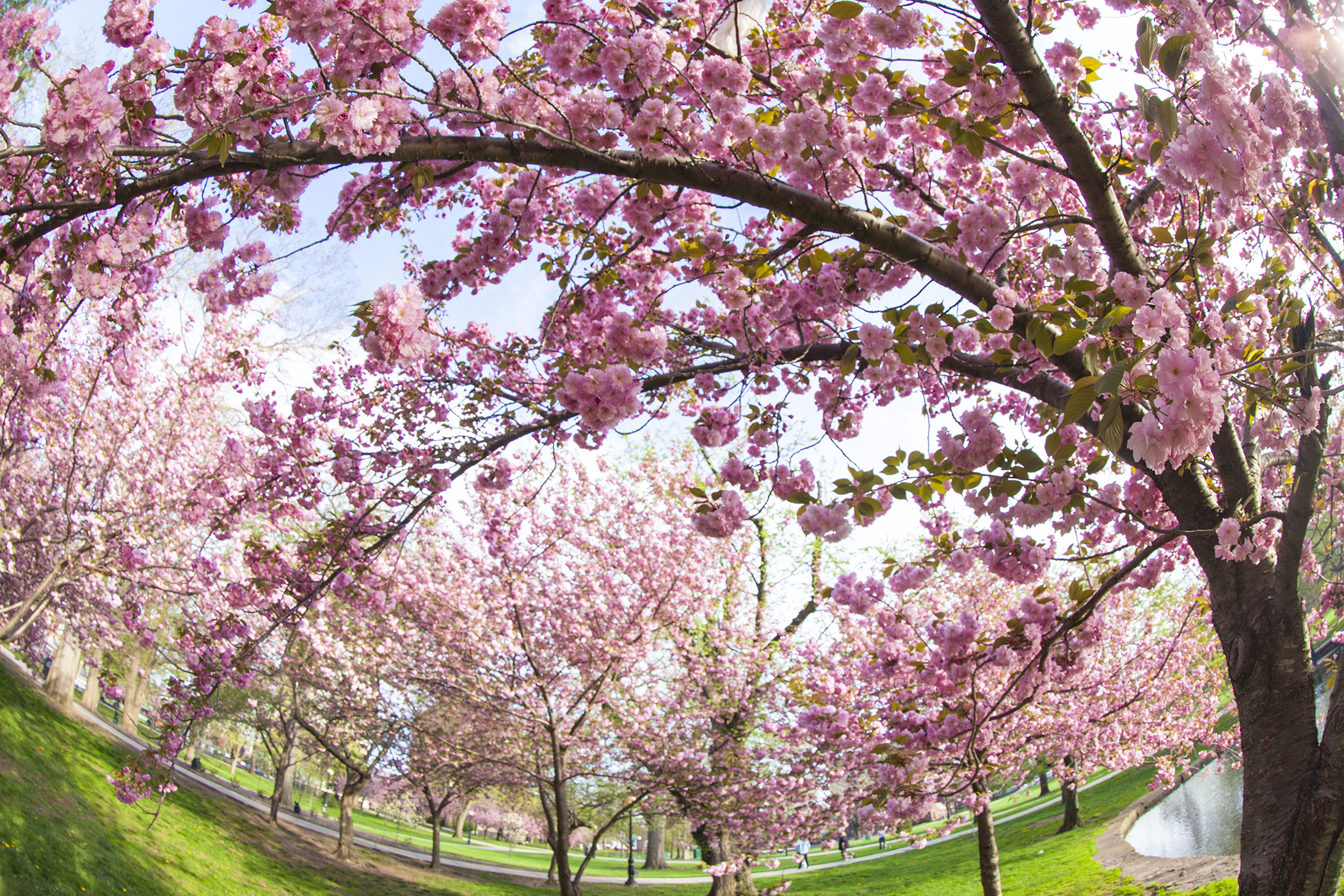 Spring Blossoms at Bushnell Park 6