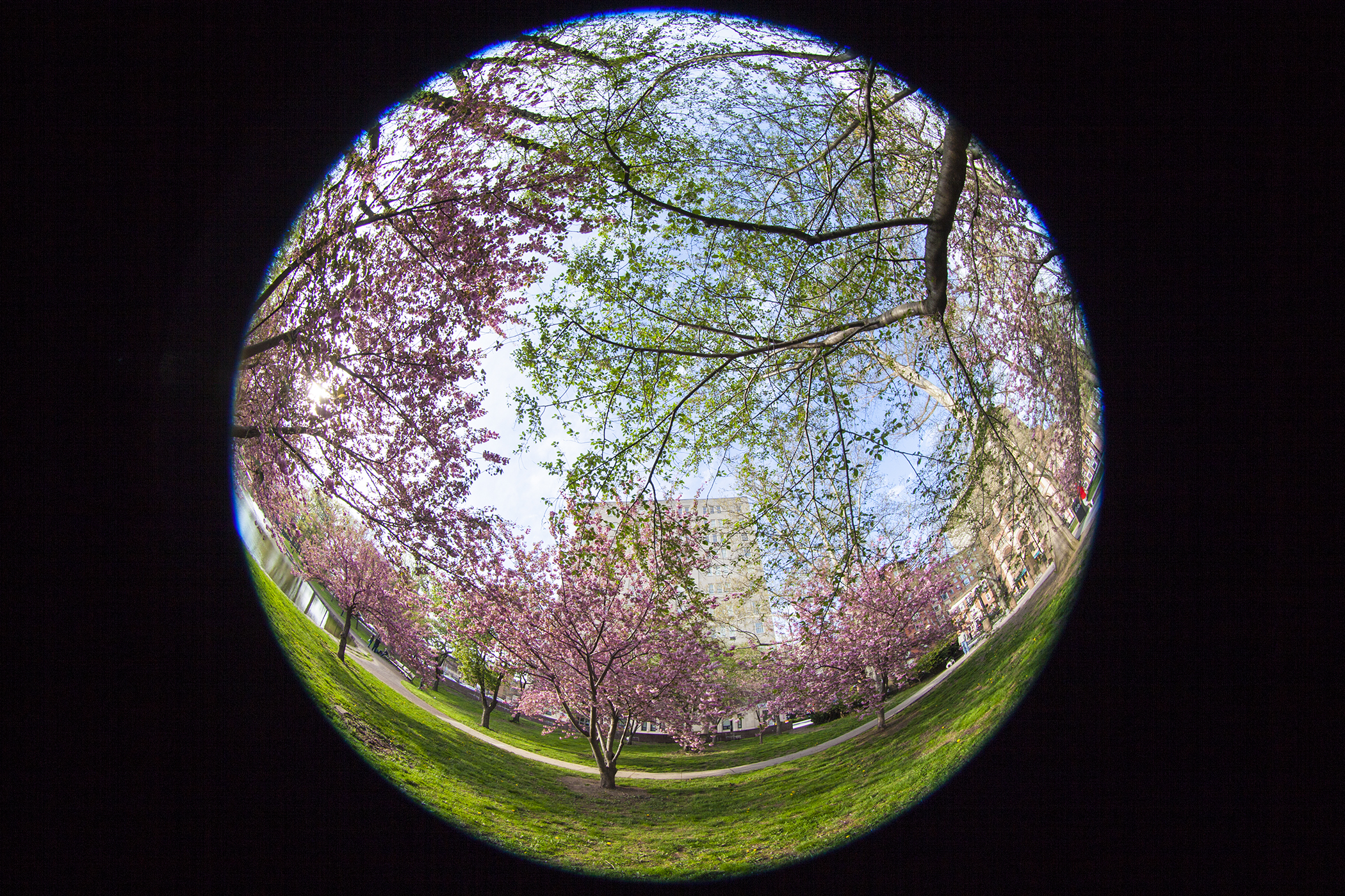 Spring Blossoms at Bushnell Park 8