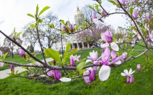 Spring Blossoms at Bushnell Park w/ View of Capitol 3