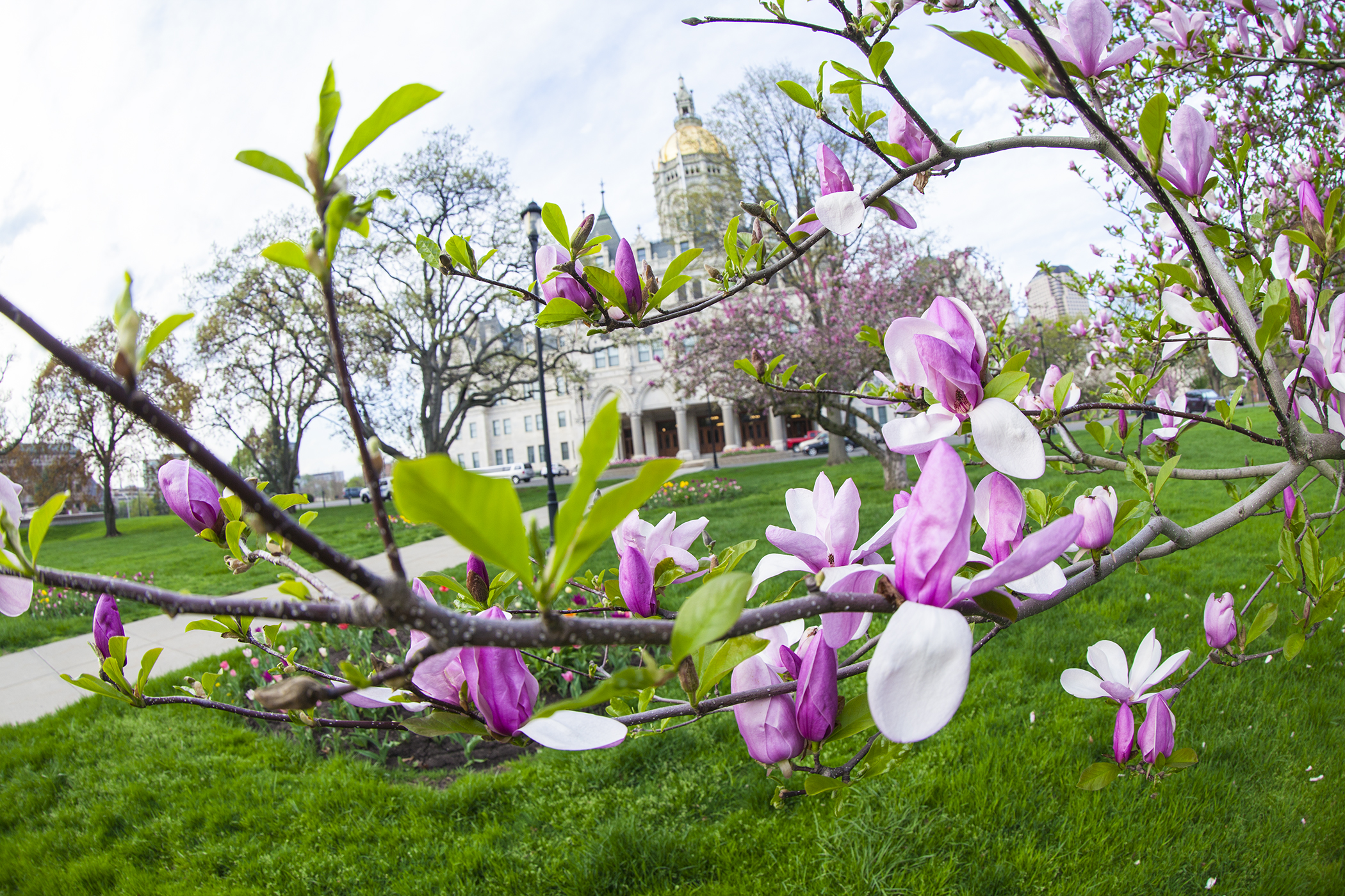 Spring Blossoms at Bushnell Park w/ View of Capitol 3