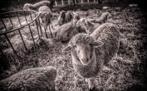 Sheep at Beaver Brook Farms 3