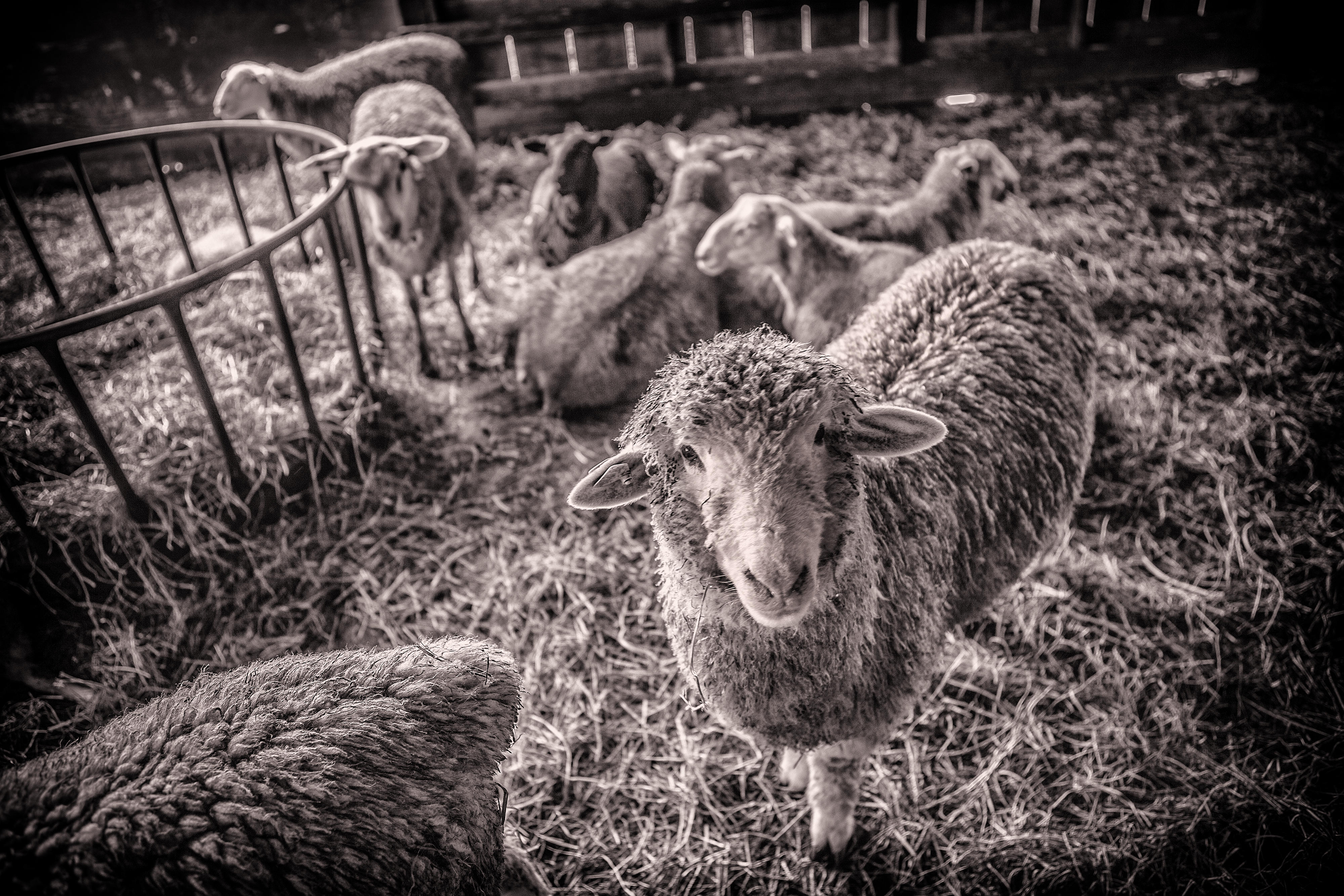 Sheep at Beaver Brook Farms 3