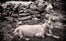 Goat at Beltane Farms 2