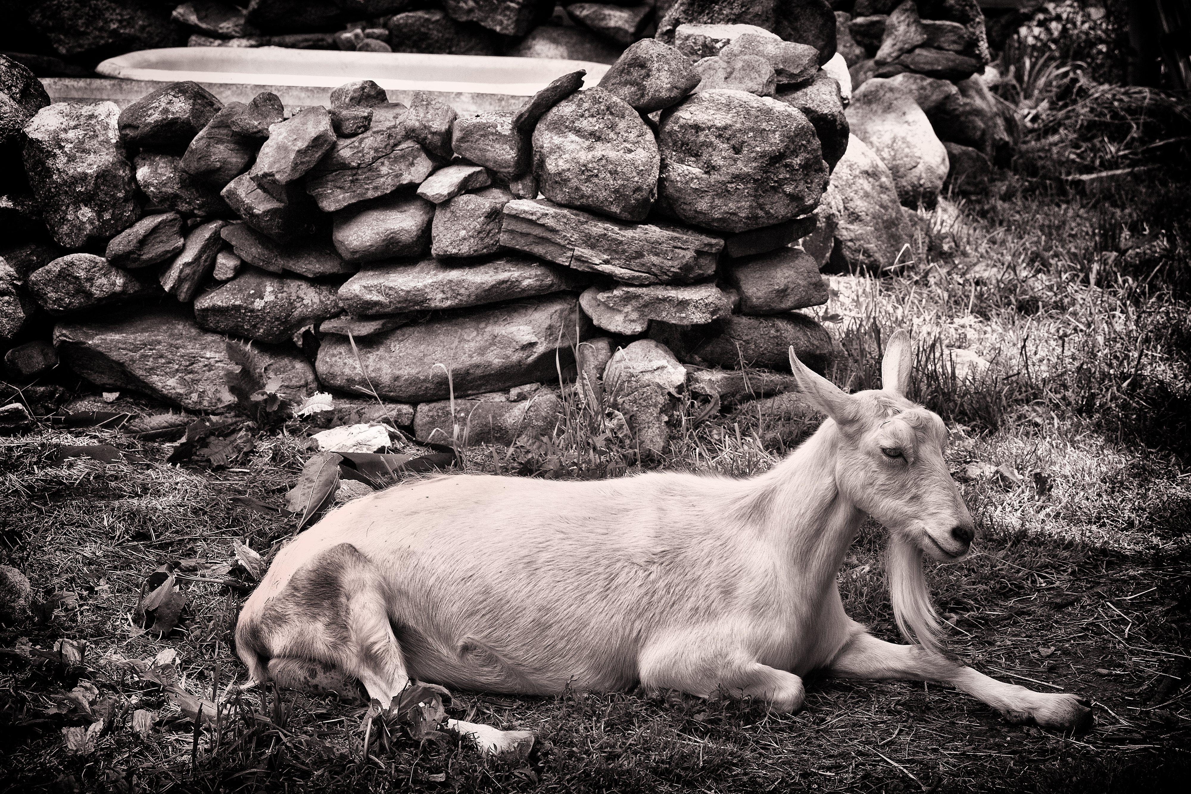 Goat at Beltane Farms 2
