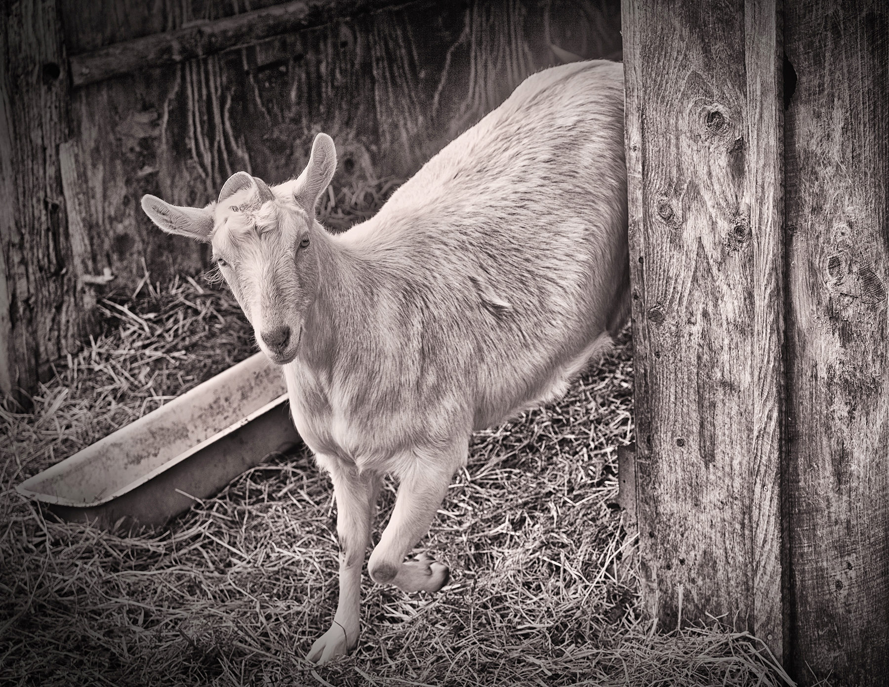 Goat at Beltane Farms