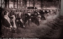Cushman Farm cows on a cold morning