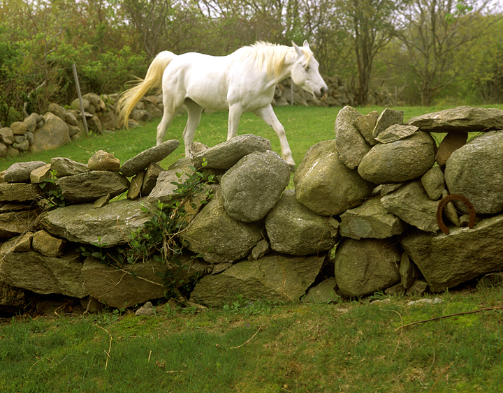 White horse and stone wall Block Island