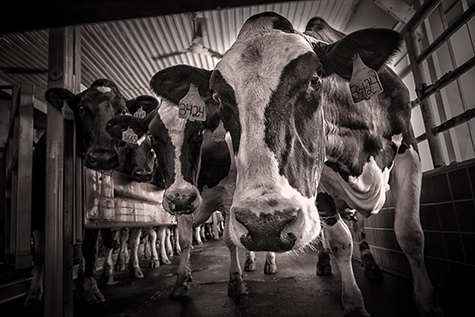 Dairy cows at Graywall Farm