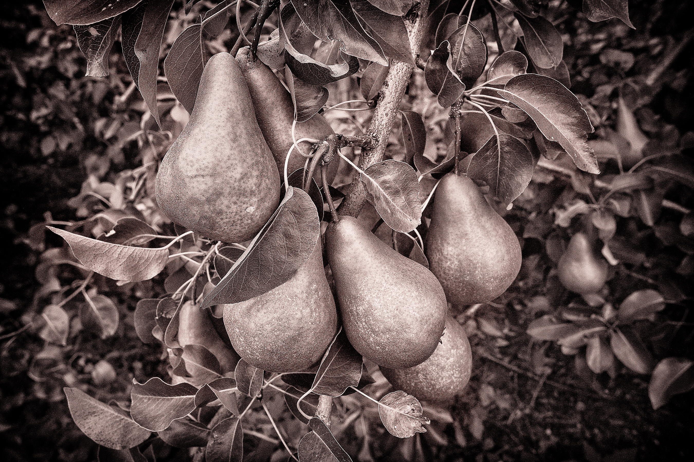 Pears, Beltane Orchards