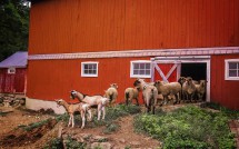 Goats with Red Barn, Wike Farm, Sharon