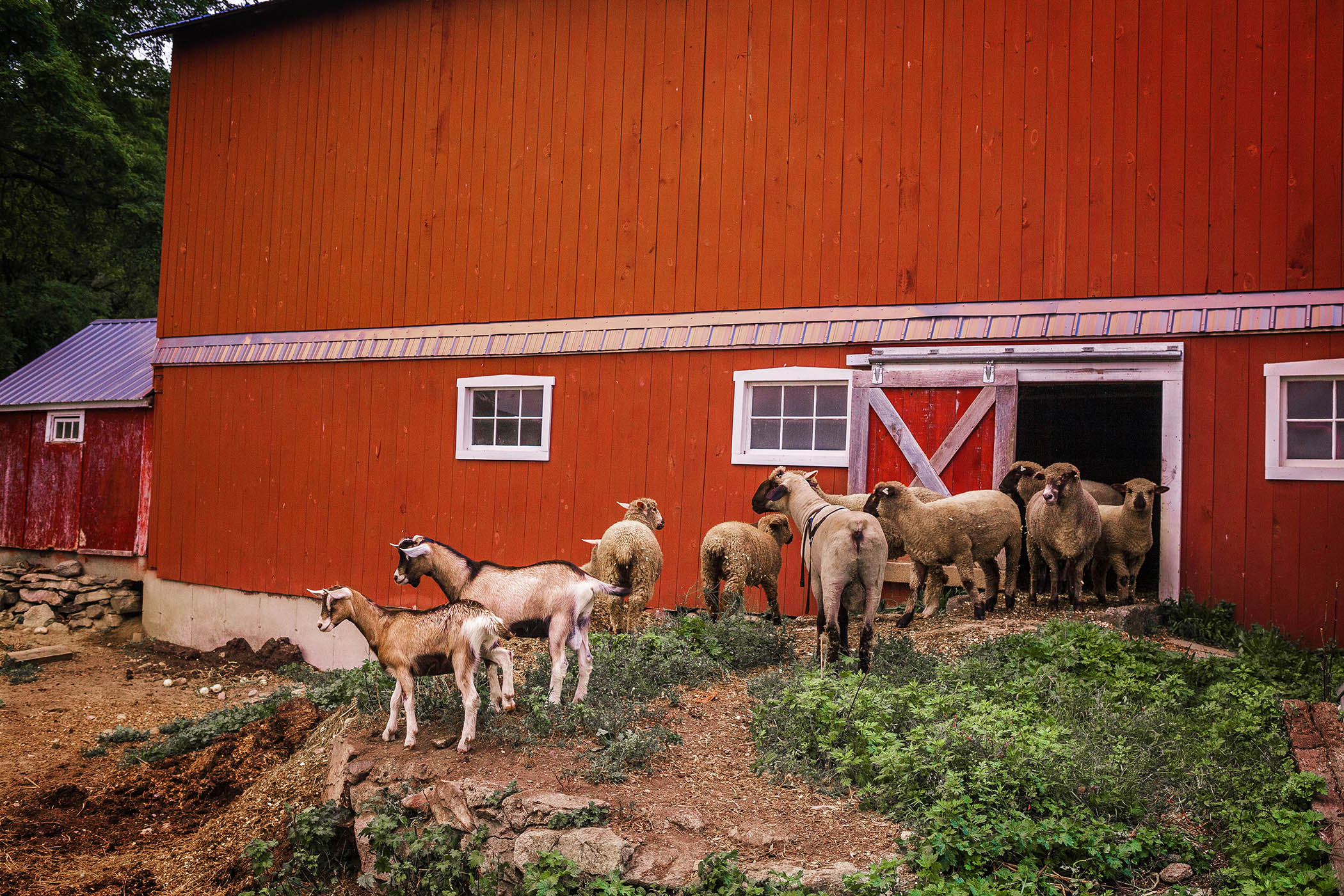 Goats with Red Barn, Wike Farm, Sharon