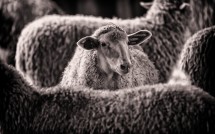 Sheep at Beaver Brook Farms