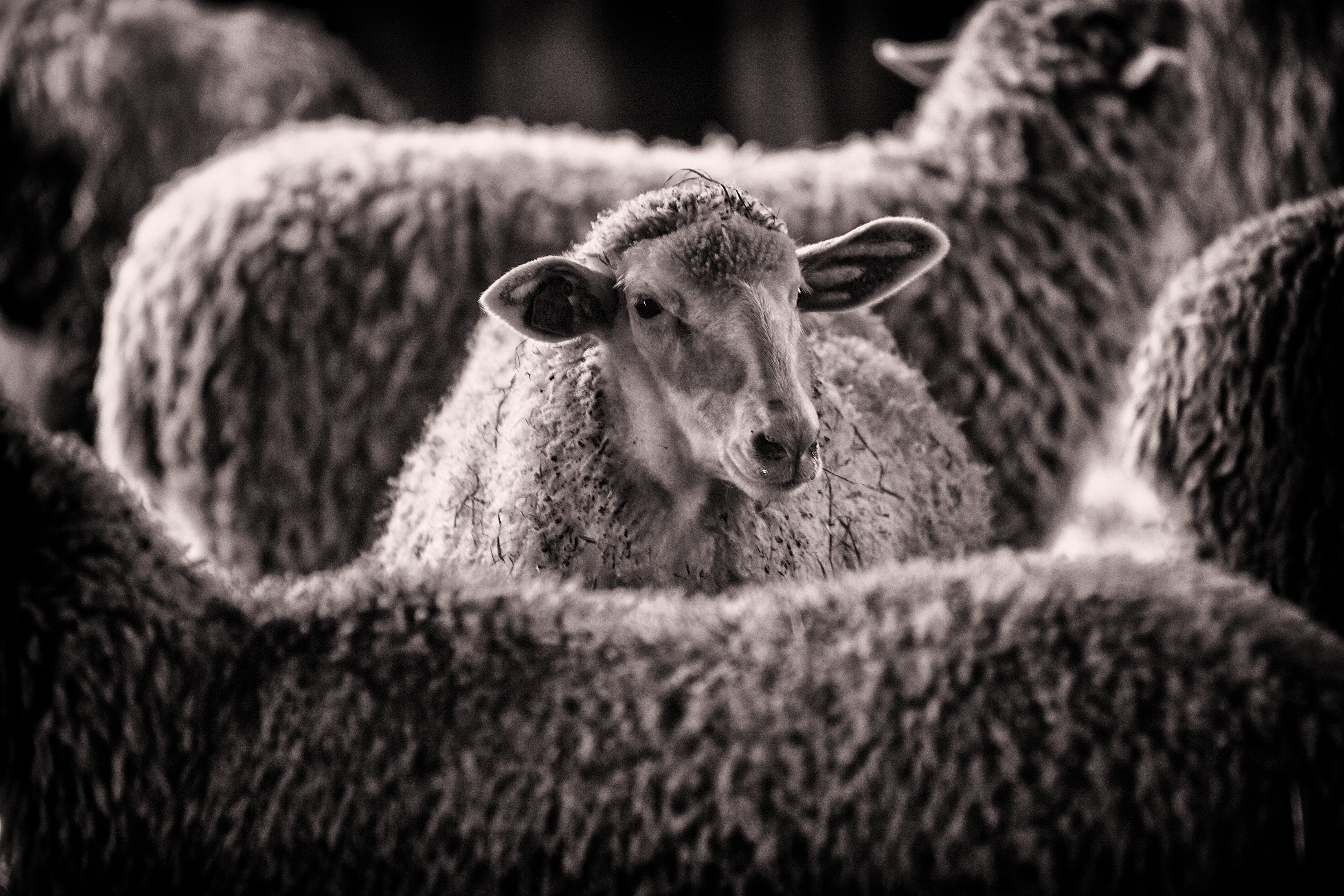 Sheep at Beaver Brook Farms