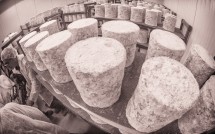 Cheeses at Arethusa Farm