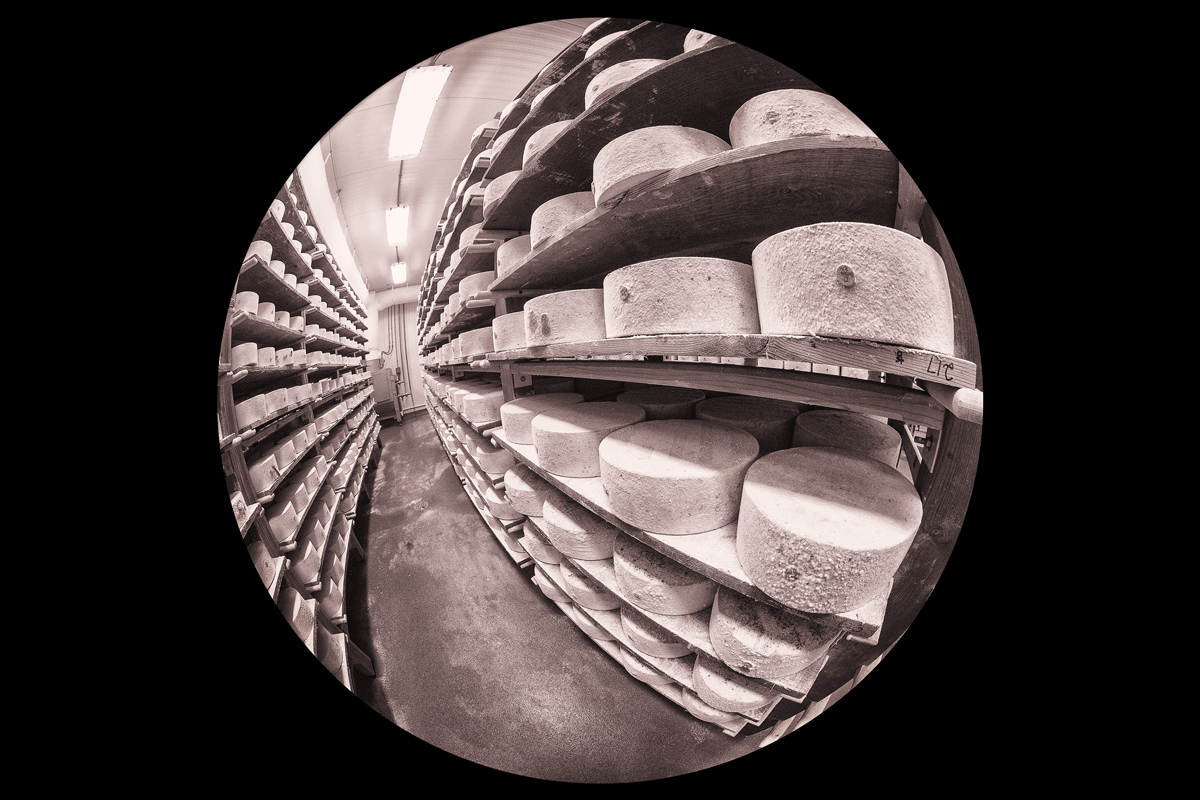 Rows of Cheese at Arethusa Farm