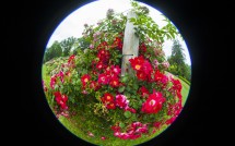 Roses in Elizabeth Park