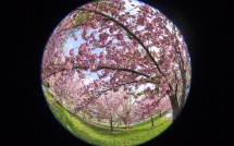 Blossoms at Bushnell Park 3