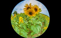 Glastonbury Sunflowers 1