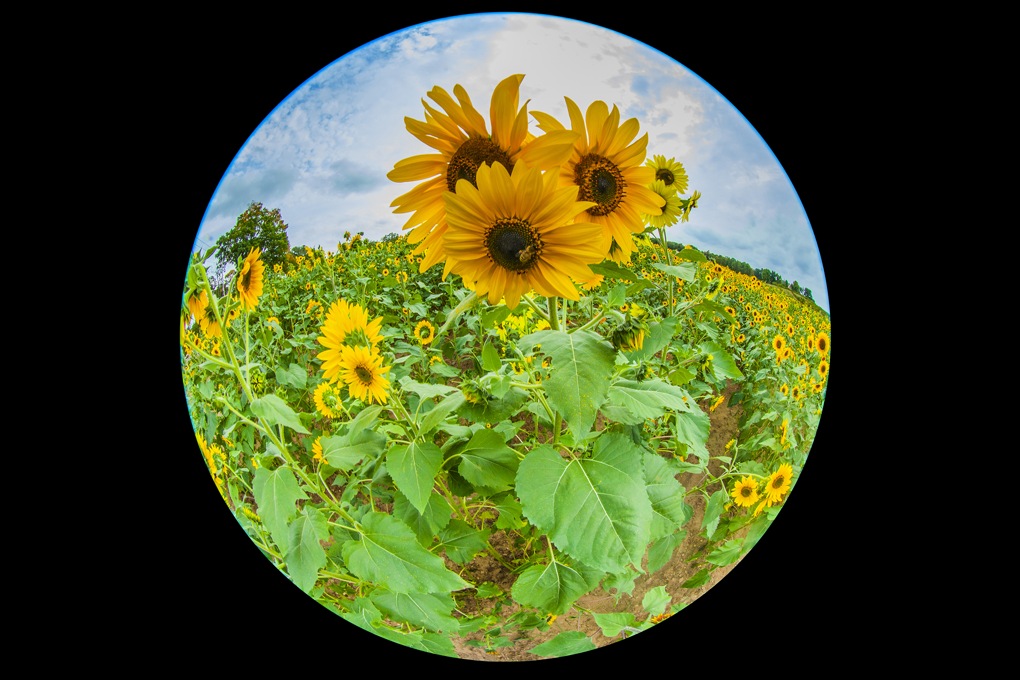 Glastonbury Sunflowers 1