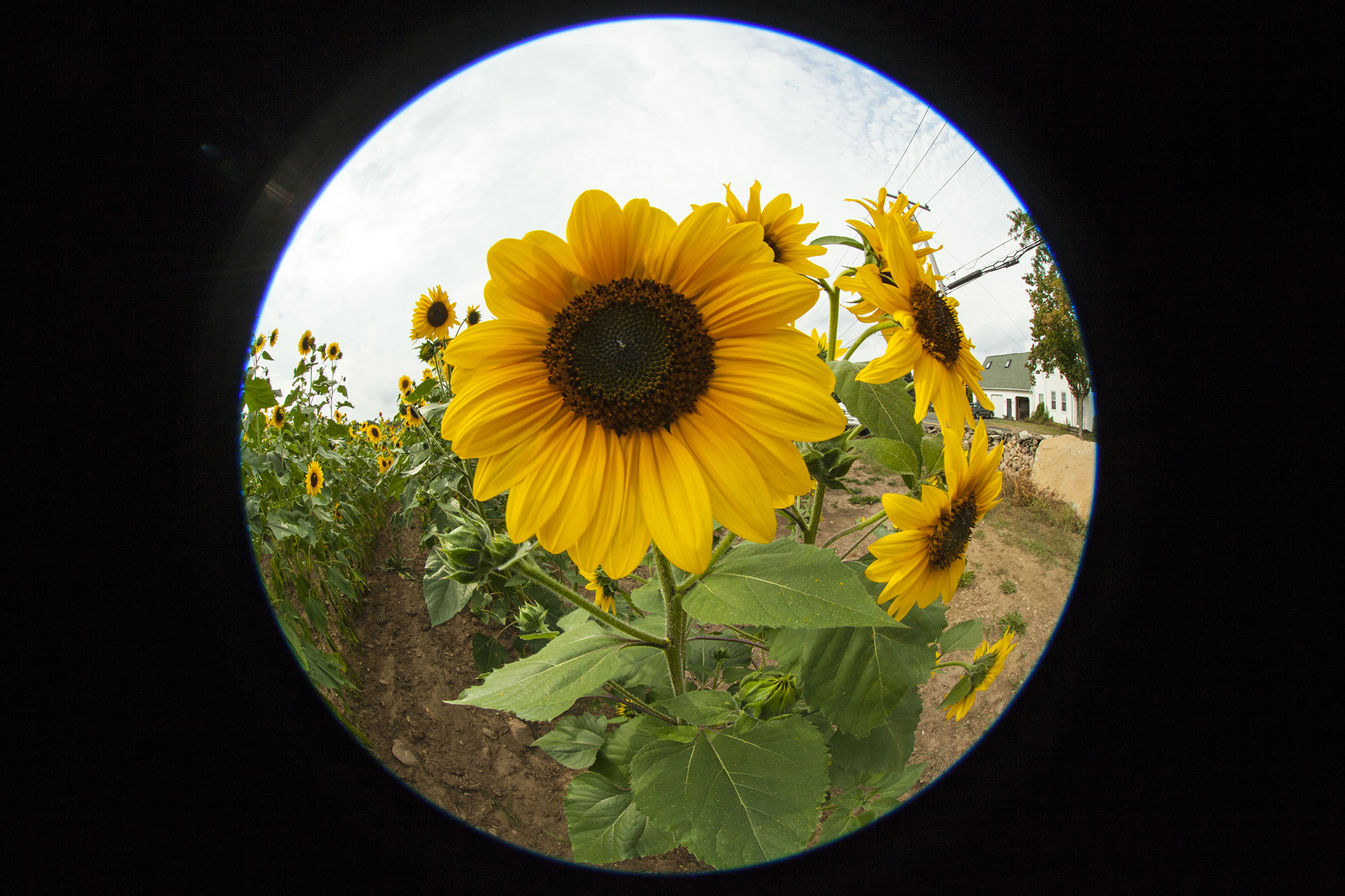 Glastonbury Sunflowers 2