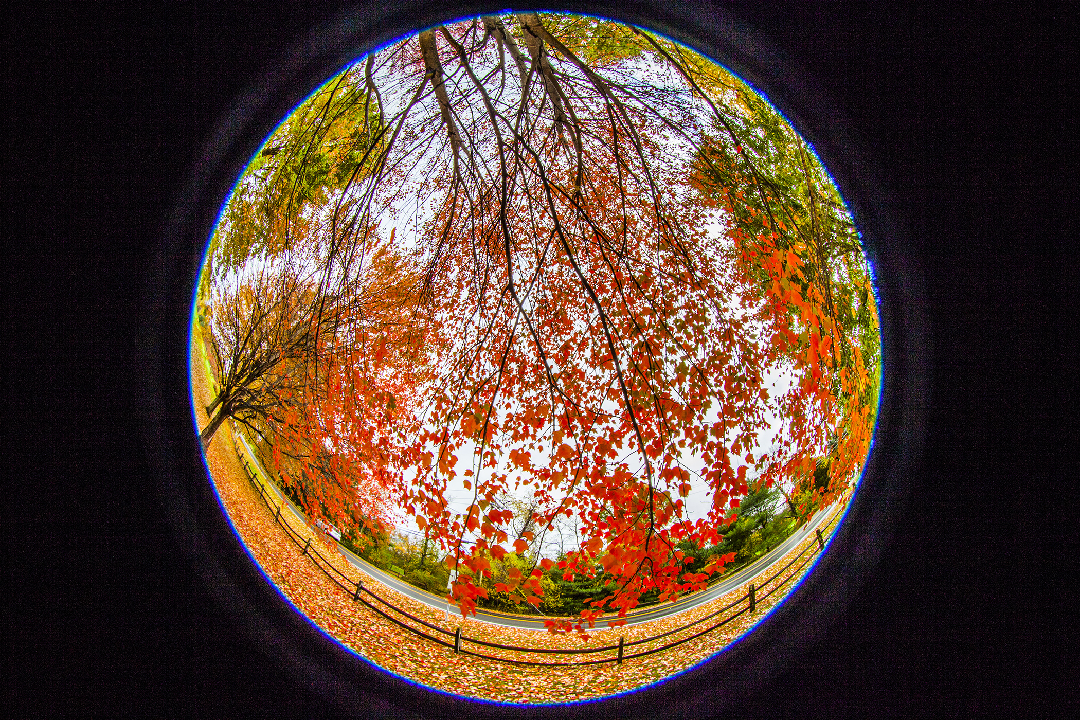 Avon Red Foliage w. Fence