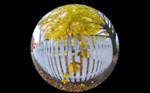 Wethersfield Yellow Foliage w. Fence III